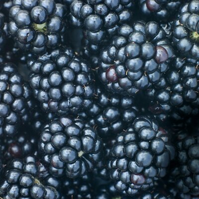 Brombeere, dornenlos STARKL